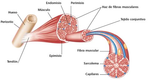 ¿De qué está formado el músculo? | Fisioterapia Online