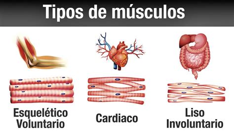 De qué están hechos los músculos
