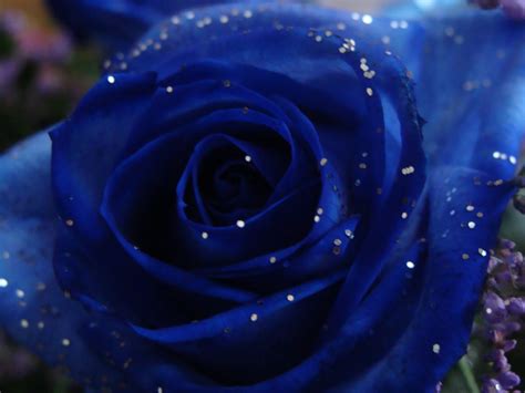 De Tudo E Mais Um Pouco: Rosas Azuis { postado}