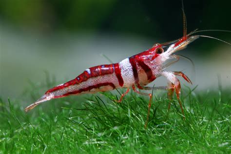 Dead Shrimp Blues: The Imperilled Status of Freshwater ...