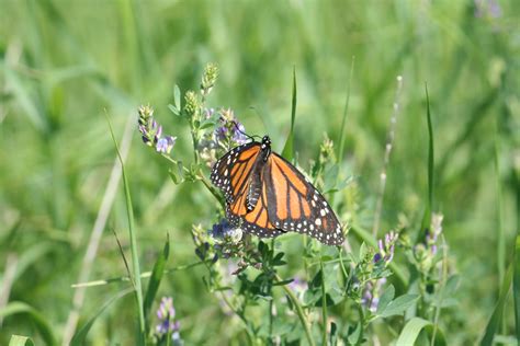 Declining monarch population means increased need for ...