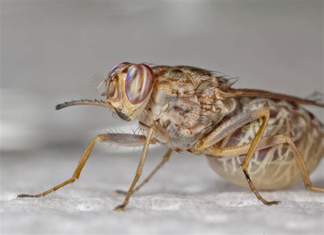 Decoded Tsetse Fly Genome Could Slash Sleeping Sickness ...