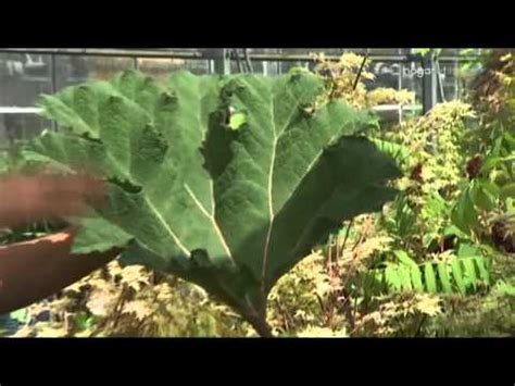 Decogarden Jardinería: Plantas de hojas grandes   YouTube