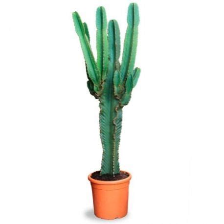 Decoración con cactus grandes