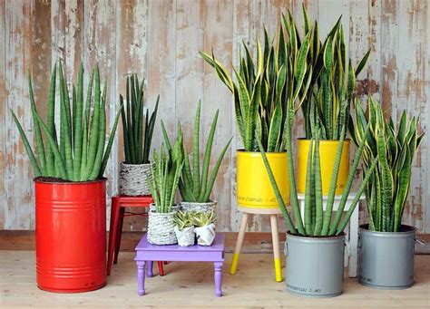 Decoración de interiores con plantas naturales y sus ...