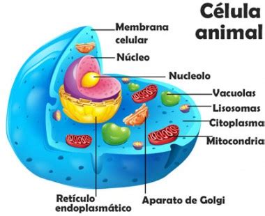 Definición de Célula Animal   Qué es y Concepto