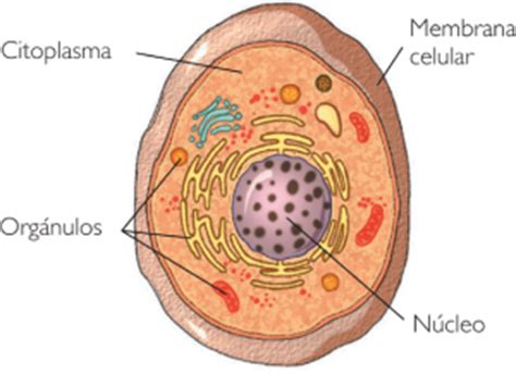 Definición de Célula eucariota » Concepto en Definición ABC