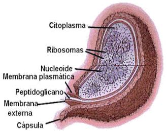 Definición de Célula Procariota » Concepto en Definición ABC