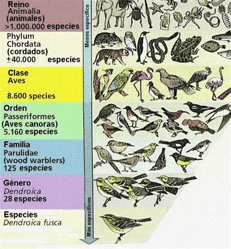 Definición de especie   Qué es, Significado y Concepto