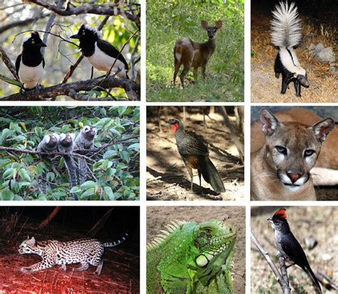 Definición de Fauna | Que es, Conceptos y Significados