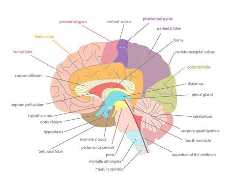 Definición de Neuroanatomía » Concepto en Definición ABC