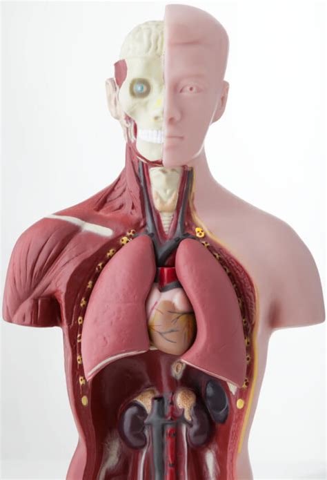 Definición de Órganos  Cuerpo Humano  » Concepto en ...
