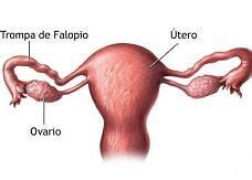Definición de ovario   Qué es, Significado y Concepto