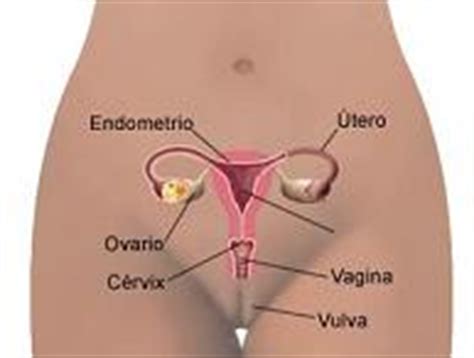 Definición de ovulación   Qué es, Significado y Concepto