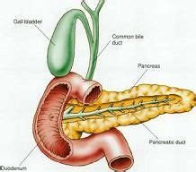 Definición de páncreas   Qué es, Significado y Concepto