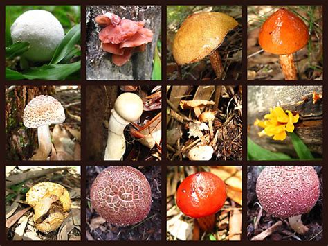 Definición de Reino Fungi » Concepto en Definición ABC
