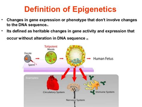 Definition of epigenetics