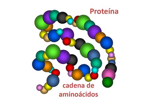 Del gen a la proteína | Guía Metabólica
