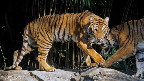 Delhi zoo launch Tiger adoption scheme soon