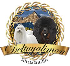 Deltuyalimon.com Bichón Maltés y Dogo del Tíbet | Bichon ...