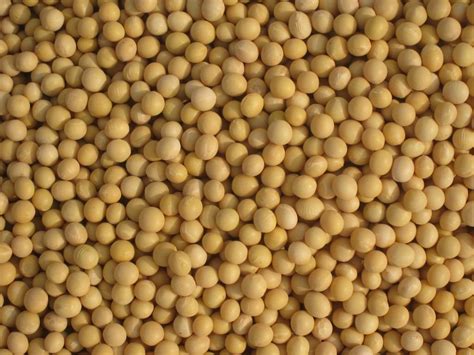 Demand Prospects for Old  and New Crop Soybeans | BigYield