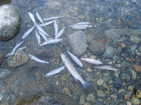 Denuncian muerte masiva de peces en río Quillaileo