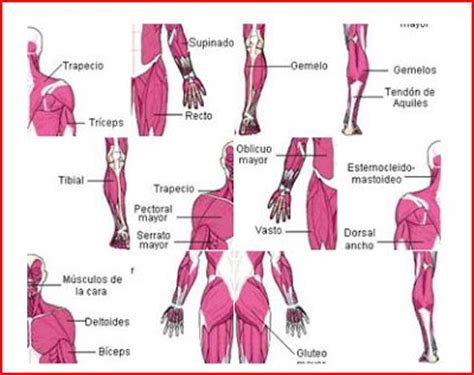 DeportEscolar21 : Músculos del cuerpo humano