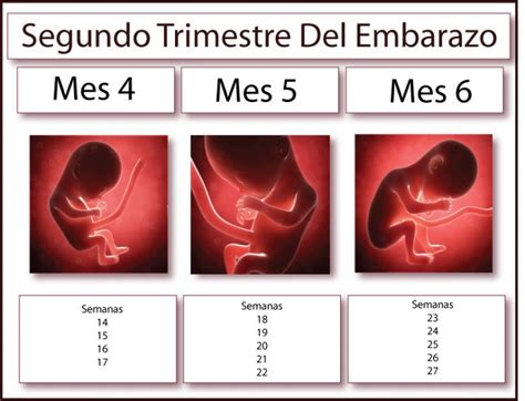 Desarrollo del embrión: Etapas y evolución del embarazo ...