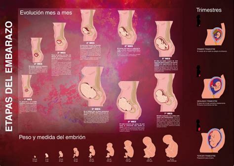 Desarrollo del embrión: Etapas y evolución del embarazo ...