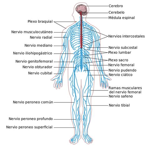 Desarrollo del Sistema Nervioso en Humanos  2 Etapas