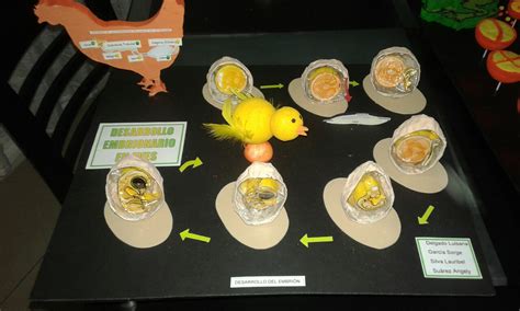 Desarrollo embrionario en aves | Mis maquetas 2 ...