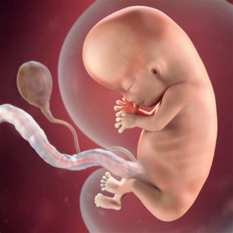 Desarrollo fetal: 10 semanas de embarazo   BabyCenter