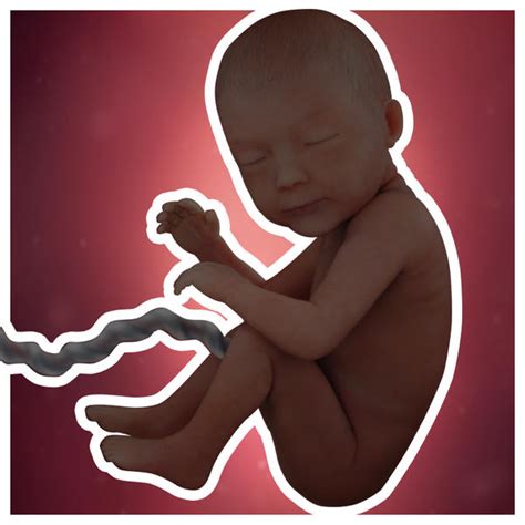 Desarrollo fetal: 30 semanas de embarazo   BabyCenter