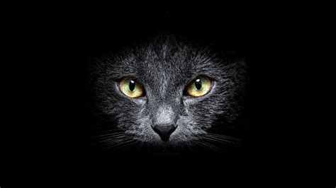 Descargar 1920x1080 gatos negros oscuros animales fondo de ...