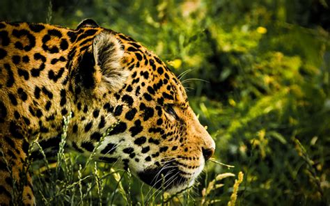 Descargar fondos de pantalla El Jaguar, el 4k, la fauna ...