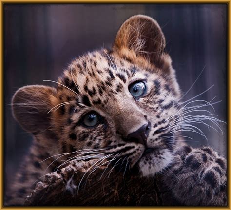 descargar fotos de tigres y leones Archivos | Imagenes de ...