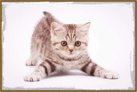 Descargar Imagenes De Gatos Graciosos Socalimodelscom ...
