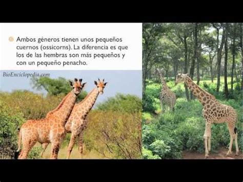 Descripcion la jirafa   Imagui