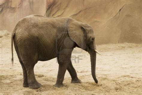 Descrizione: Elefante Indiano • Scuolissima.com