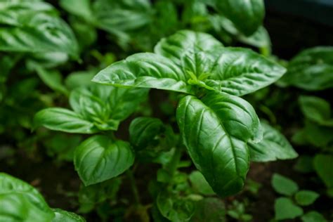 Descubre algunas plantas aromáticas para cultivar en tu ...