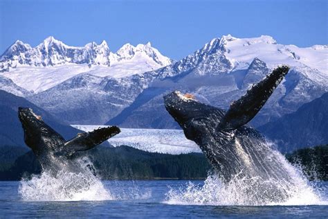 Descubre la Alaska salvaje: paisajes impresionantes entre ...