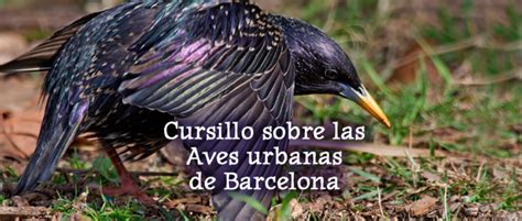 Descubre las aves de Barcelona   GL SEO Barcelona