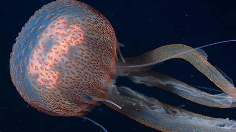 Descubre las particularidades de las medusas ABC.es