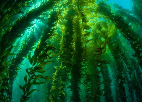 Descubre los bosques de algas marinas gigantes en Baja ...
