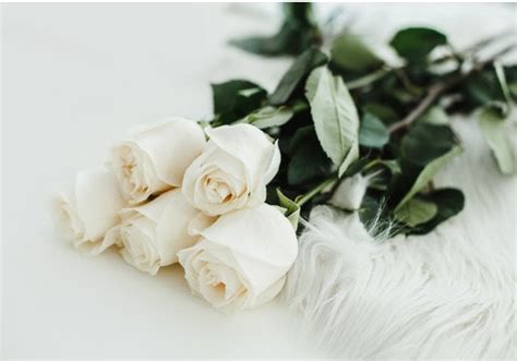 Descubre qué significan las rosas blancas   Florachic