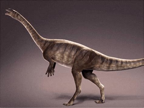 Descubren en Brasil restos de dinosaurio de cuello largo ...