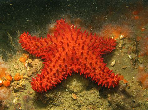 Descubren tres nuevas especies de estrellas de mar en ...