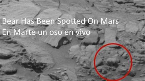 Descubren un oso en Marte‏