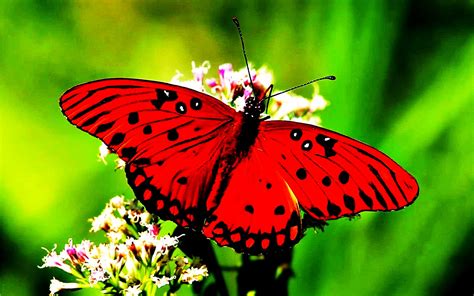 Descubriendo la vida: Mariposas, animales de buena suerte