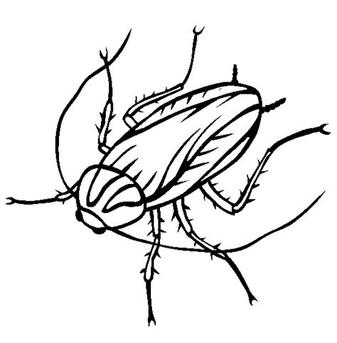 Desenho de Barata inseto para colorir   Tudodesenhos